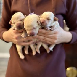Labrador Retriever Puppies from Salt Run Retrievers