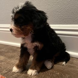 Niko - Tri-color male Bernedoodle puppy in Los Angeles, California from Bernied00dle Love