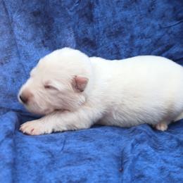 Hot pink - White female German Shepherd puppy in Bexar County, Texas from Scenic Creek German Shepherds and White Swiss Shepherds