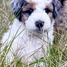 Aussiedoodle Puppies from Dogwood Family Doodles