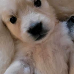 Golden Retriever Puppies from Rosemarie DeVora