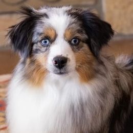 Pippy - Toy Australian Shepherd