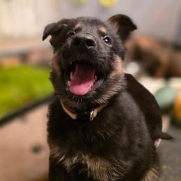 White collar (Socks) - Black and tan male German Shepherd puppy in Hermitage, Pennsylvania from Shepherds of the Hundred Acres