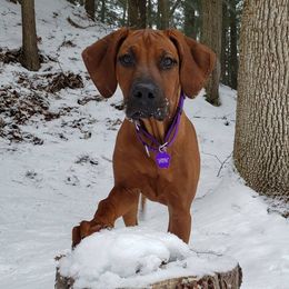 Rhodesian Ridgeback Puppies from Supernova Ridgebacks