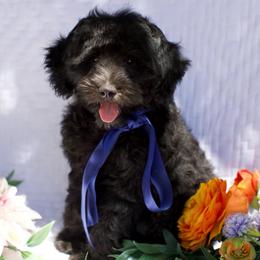 Orca - Black male Bernedoodle puppy in Queen Creek, Arizona from Dulcito Doodles