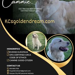 Minnie - Light golden female Golden Retriever puppy in Pleasant Hill, Missouri from KCs Golden Dream