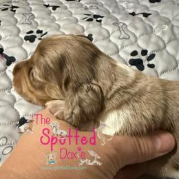Female chocolate and cream dapple pie - Chocolate and cream female Dachshund puppy in Mt. Pleasant, Texas from The Spotted Doxie