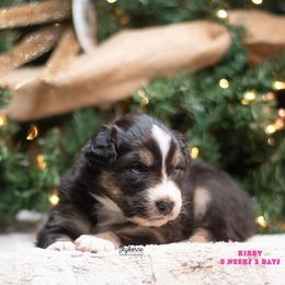 Kirby - Black tri-color female Australian Shepherd puppy in Woodford, Virginia from Skyborne Australian Shepherds