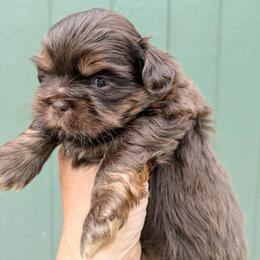 Chocolate dobie boy 1 - Chocolate and tan male Shih Tzu puppy in Amherst, Maine from McKayla Hairston