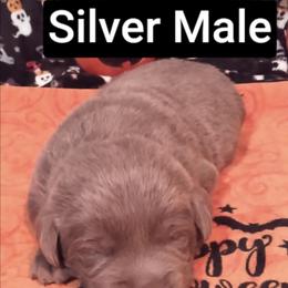 Echo - Silver male Dilute Retriever puppy in Madras, Oregon from GT Labradors