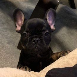 French Bulldog Puppies from TLC Frenchies