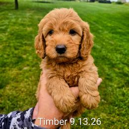 Timber - Red  male Goldendoodle puppy in Red Oak, Iowa from Fisher Pups-Stay Golden with a Doodle