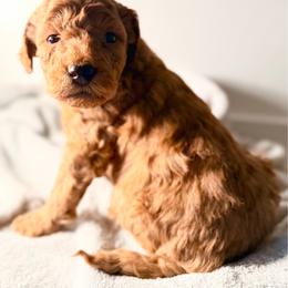 Baby Blue - Apricot male Goldendoodle puppy in Orlando, Florida from Walk by Faith Doodles