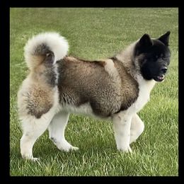 Akita and Shiba Inu All Grown Up from Day Dream Shiba Inu’s