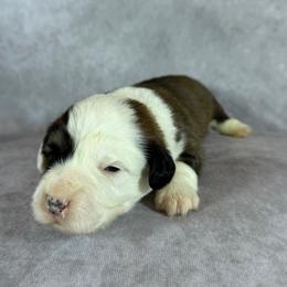 Ruby - Red Collar Male - Sable male Pembroke Welsh Corgi puppy in Victoria, Texas from Clear Creek Corgis