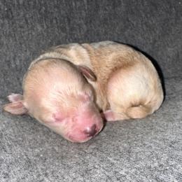Vegas - Cream male Poodle puppy in Travelers Rest, South Carolina from Cotton Top