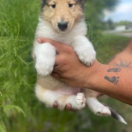 Bellamy - Sable and white female Collie puppy in Easley, South Carolina from Sweetgrass Collies