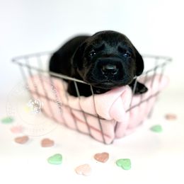 Labrador Retriever Puppies from RPAs Priceless Labradors