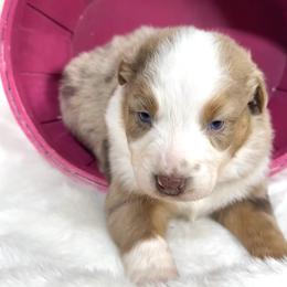 Hazel - Red merle female Australian Shepherd puppy in Vail, Iowa from Homegrown Huskies