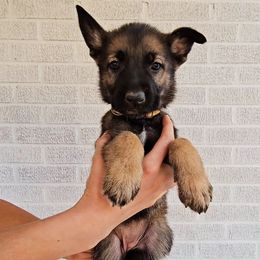 Greta Schröder - Sable female German Shepherd puppy in Winston Salem, North Carolina from Samtastic Shepherds