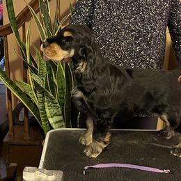English Cocker Spaniel Puppies from Spring Run English Cocker Spaniels