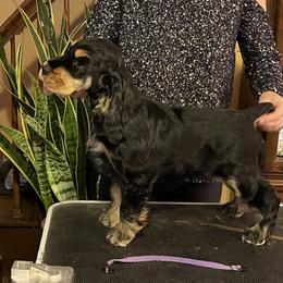 English Cocker Spaniel Puppies from Spring Run English Cocker Spaniels