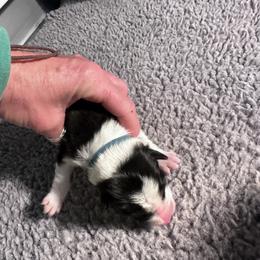 Blue - Tri-color male Border Collie puppy in Menomonee Falls, Wisconsin from Steppinstone Dog Training and Labradors/BC’s