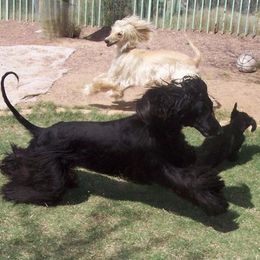 Afghan Hound Puppies from Charlotte Bender's Afghan Hounds