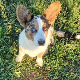 Bodie - Cardigan Welsh Corgi