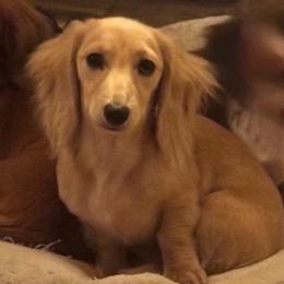 Nova - Dachshund