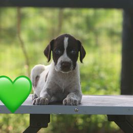 Green - Liver and white female German Wirehaired Pointer puppy in Reddick, Florida from Afterhours German Wirehaired Pointers and Basset Fauve de Bretagne