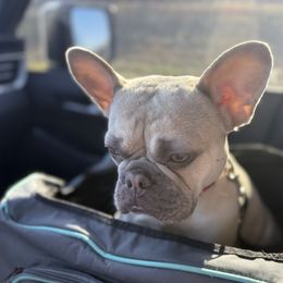 Lilly - French Bulldog