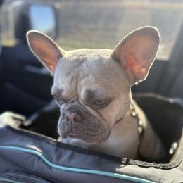 Lilly - French Bulldog