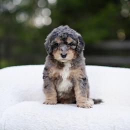 Black collar - Blue merle male Bernedoodle puppy in Spokane, Washington from Doodle Love