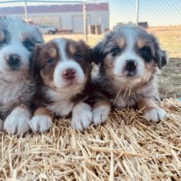 Australian Shepherd Puppies from West River Creekside Aussies