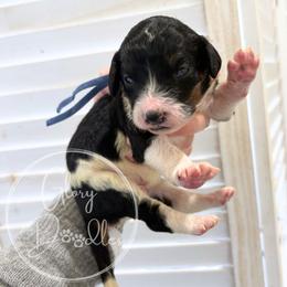 Blue - Tri-color male Bernedoodle puppy in Rockwall, Texas from Glory Doodles