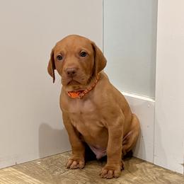 Orange Puppy - male Vizsla puppy in Sheridan, Indiana from Glory Days Vizslas