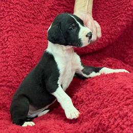 Mantle boy 2 - Mantle male Great Dane puppy in Westville, Florida from Boulder View Danes