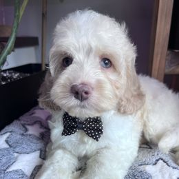 Brew with training - Buff and white male Cockapoo puppy in Boonville, North Carolina from Doods & Dolls