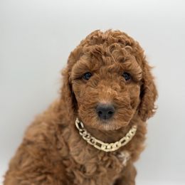 Loui V - Red  Poodle puppy in New Jersey from Lavishly Loved Pets LLC
