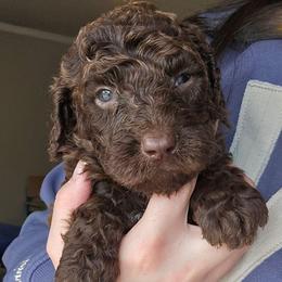 Peep - female Newfypoo puppy in Mckenzie, Tennessee from Small Town Doodles & Poodles