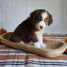 Rowen - Red tri-color female Australian Shepherd puppy in Mountain Grove, Missouri from K Bar H Farms