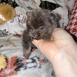 Cobalt - Blue brindle male Pomeranian puppy in Lanett, Alabama from H.P.P