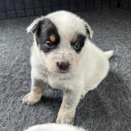 Boy 1 - Blue male Australian Cattle Dog puppy in Irvington, Kentucky from Dry Valley’s Australian Cattle Dogs