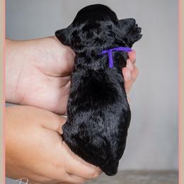 Morticia - Black female Cockapoo puppy in Connersville, Indiana from Deaz Doodle Ranch