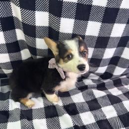Pembroke Welsh Corgi Puppies from LTT Corgis