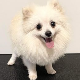 Lucy - Pomeranian