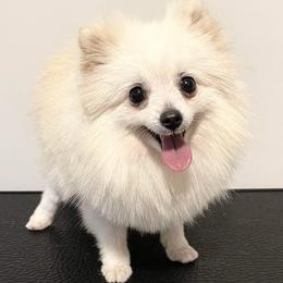 Lucy - Pomeranian