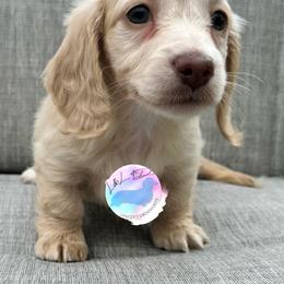 Girl - Cream female Dachshund puppy in Houston, Texas from L&L 4D Dancer’s Dachshunds