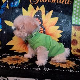 Cloud - White male Shih Tzu puppy in Silver Springs, Nevada from Meadowlyn's Dream Shih Tzu